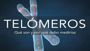 que son los telomeros