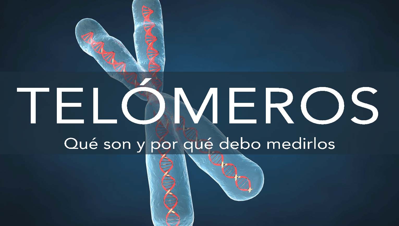 que son los telomeros